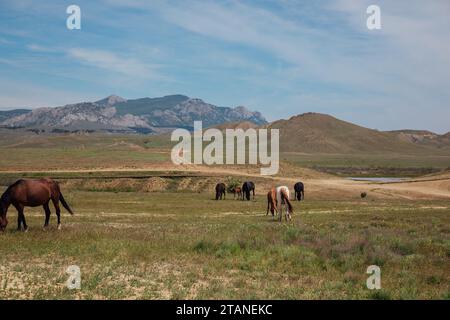 Eine Herde Pferde weidet auf einem Feld in der Nähe der Berge Stockfoto