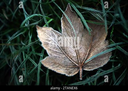 Herbstlaub bedeckt mit leichtem Frost auf Primrose Hill, London. In Großbritannien gibt es vereinzelte Wetterwarnungen vor Schnee und Eis, da die Temperaturen über Nacht unter den Gefrierpunkt fielen. Das Met Office hat bis Samstagmorgen gelbe Warnungen für die Nordküste und den Südwesten Schottlands sowie für die Südwest- und Ostküste Englands ausgegeben. Bilddatum: Samstag, 2. Dezember 2023. Stockfoto