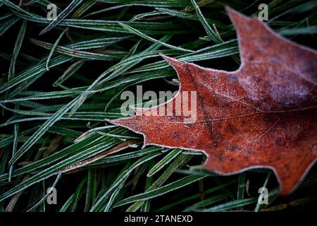 Herbstlaub bedeckt mit leichtem Frost auf Primrose Hill, London. In Großbritannien gibt es vereinzelte Wetterwarnungen vor Schnee und Eis, da die Temperaturen über Nacht unter den Gefrierpunkt fielen. Das Met Office hat bis Samstagmorgen gelbe Warnungen für die Nordküste und den Südwesten Schottlands sowie für die Südwest- und Ostküste Englands ausgegeben. Bilddatum: Samstag, 2. Dezember 2023. Stockfoto