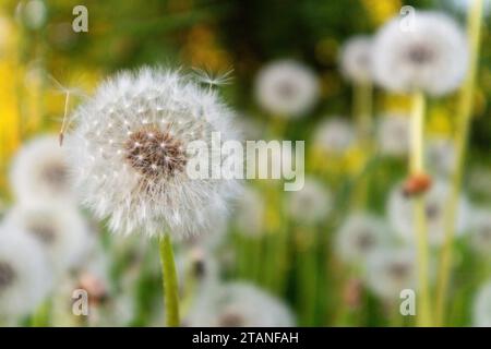 Weiße und flauschige Löwenzahnkugeln mit grünem Grashintergrund Stockfoto