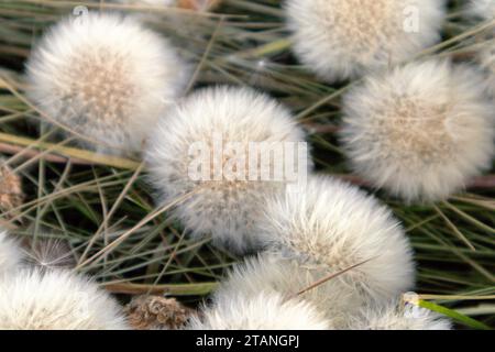 Weiße Löwenzahnflaume liegt wie Kugeln auf dem Gras Stockfoto