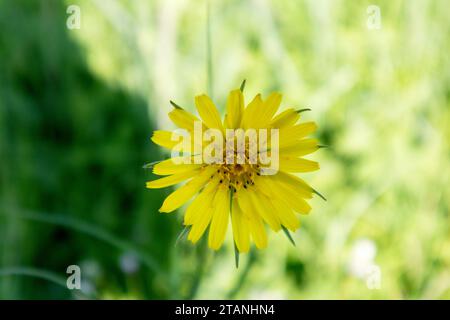 Gelbe Blume Nahaufnahme auf verschwommenem grünem Grashintergrund an sonnigem Tag Stockfoto