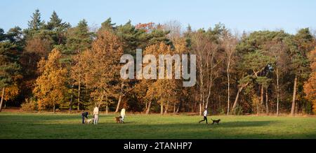 Menschen gehen mit ihren Hunden in der Nähe des Herbstwaldes im niederländischen Wald in den niederlanden Stockfoto