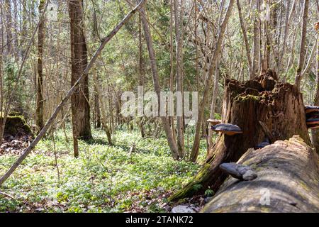 Gefallener alter Baum im Wald mit Ästen und Ästen darauf Stockfoto