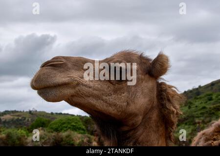 Detail des Kopfes eines Dromedars. Wolkiger Himmel, Textur, Haare, Auge, Nase, Nase, Mund, Lächeln Stockfoto