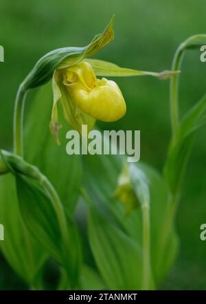 Cypripedium parviflorum var. Pubescens „Greater Yellow Lady's Slipper“ Stockfoto