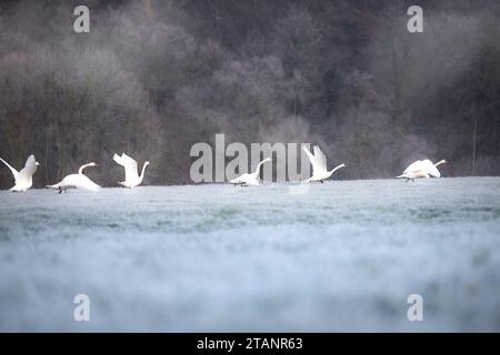 Weiße Schwäne fliegen über gefrorenes Gras, Wald im Hintergrund in Deutschland Stockfoto