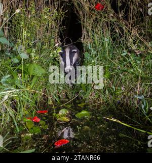 Badger in der Nähe eines Teichs mit Mohn. Stockfoto