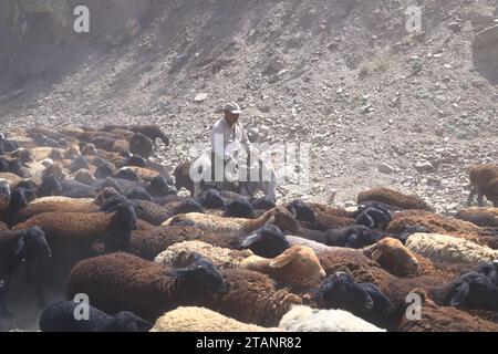 21. August 2023: Kirgisistan in Zentralasien: Kirgisische Hirten bringen ihre Ziegen und Schafe auf Hochplateaus auf der Straße durch Stockfoto