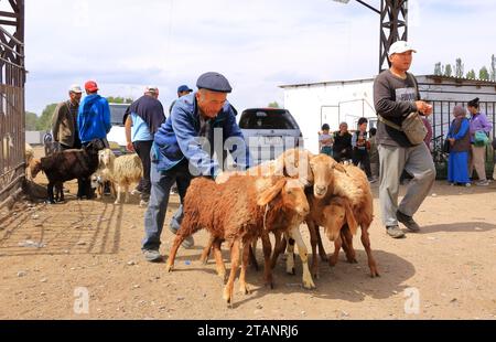 25. August 2023: Kotschkor, Kotschkor in Kirgisistan: Einheimische kaufen und verkaufen Tiere auf dem Markt Stockfoto