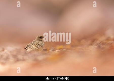 Rock Pipit an der Küste auf der Suche nach Essen. Stockfoto