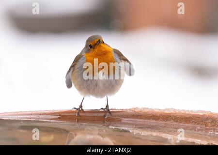 Killearn, Stirling, Schottland, Großbritannien. Dezember 2023. Wetter in Großbritannien: Ein robin genießt einen Drink aus einem aufgetauten Garten Vogelbad bei Frost Guthaben: Kay Roxby/Alamy Live News Stockfoto