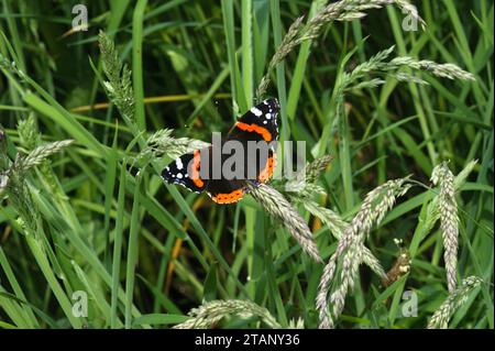 Natürliche Nahaufnahme eines einzelnen roten Admiral Schmetterlings, Vanessa atalanta, der auf einer Wiese sitzt Stockfoto