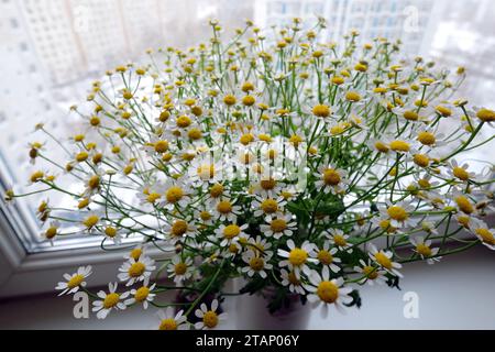 Bouquet-Kamillen auf der Fensterbank im Winter im Stadtviertel Stockfoto