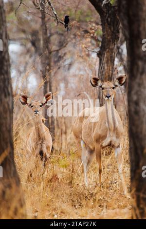 Eine größere Kudu Mutter und Kalb im Kruger-Nationalpark, Südafrika. Ein Drongo sitzt auf einem Zweig im Hintergrund. Stockfoto