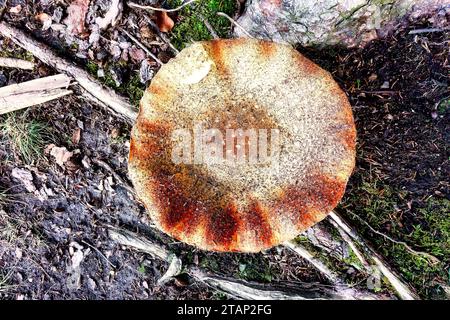 Natürlich angebaute Pilze in einer natürlichen Umgebung im Wald mit herbstlicher Atmosphäre und altem Holz, Moos und Blättern, Nahaufnahme Stockfoto