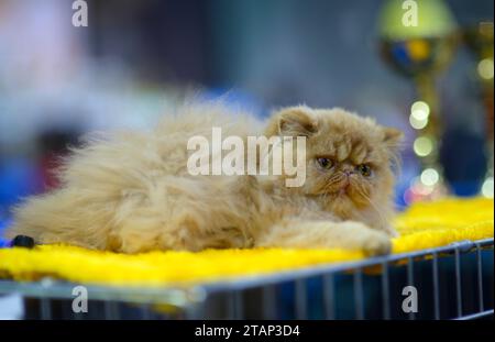 Pedigreed persische exotische Katze, die auf einem Tisch liegt, verschwommene Auszeichnungen vor einem Hintergrund. Katzenschau. Kiew, Ukraine. Stockfoto