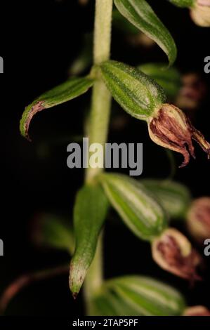 Epipactis helleborine 'Breitblättrige Helleborine' - SAMENKAPSELN Stockfoto