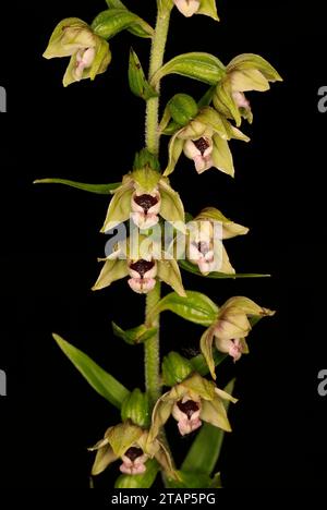 Epipactis Helleborin „Breitblättrige Helleborine“ Stockfoto