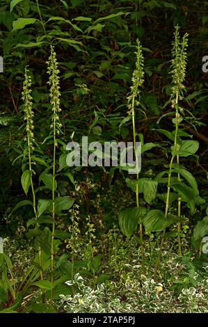 Epipactis Helleborin „Breitblättrige Helleborine“ Stockfoto