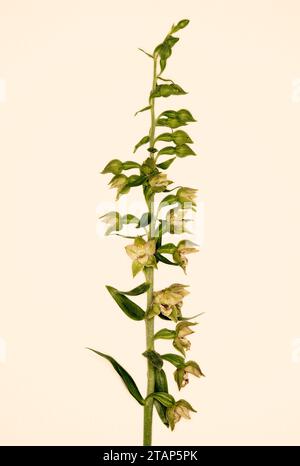 Epipactis Helleborin „Breitblättrige Helleborine“ Stockfoto