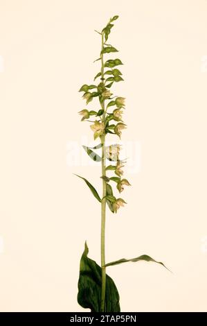 Epipactis Helleborin „Breitblättrige Helleborine“ Stockfoto