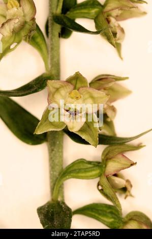 Epipactis Helleborin „Breitblättrige Helleborine“ Stockfoto