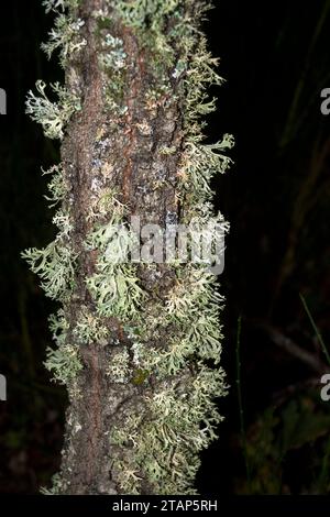 Grüne Flechten auf Stammsymbiose im Herbst senkrecht mit dunklem Hintergrund Stockfoto