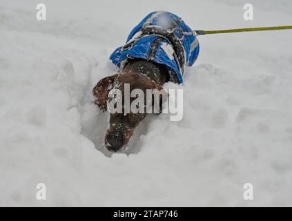 Trest, Tschechische Republik. Dezember 2023. Ein Dackel sprang am 2. Dezember 2023 in Trest, Region Jihlava, Tschechische Republik, in eine hohe Schneewolke. Quelle: Lubos Pavlicek/CTK Photo/Alamy Live News Stockfoto