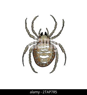 Zeichentrickzeichnung Einer Spider Vektor-Illustration auf weißem Hintergrund Stock Vektor