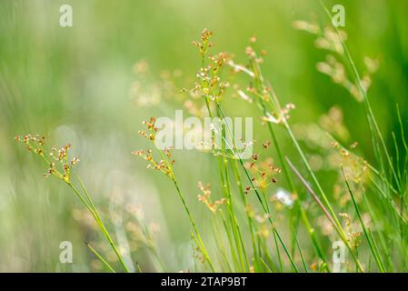 Grünes Sommergras mit verschwommenem Hintergrund Stockfoto