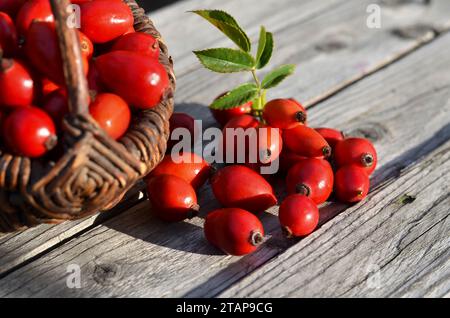 Frisch gepflückte reife Hüften auf einem alten Holztisch. Heilpflanzen und Kräuter. Stockfoto