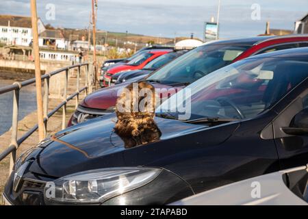Porthleven, Cornwall, 2. Dezember 2023, Eine Tabbykatze saß auf einer Motorhaube, um sich warm zu halten, obwohl es nur 5 °C in Porthleven, Cornwall, war. Das Meer war bei Ebbe total ruhig mit Blick über das Meer. Eine Eis- und Schneewarnung war für ganz Cornwall bis heute Morgen um 10 Uhr in Kraft. Quelle: Keith Larby/Alamy Live News Stockfoto