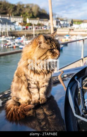Porthleven, Cornwall, 2. Dezember 2023, Eine Tabbykatze saß auf einer Motorhaube, um sich warm zu halten, obwohl es nur 5 °C in Porthleven, Cornwall, war. Das Meer war bei Ebbe total ruhig mit Blick über das Meer. Eine Eis- und Schneewarnung war für ganz Cornwall bis heute Morgen um 10 Uhr in Kraft. Quelle: Keith Larby/Alamy Live News Stockfoto