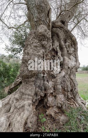 Nahaufnahme des Stammes eines alten Olivenbaums, geschätztes Alter von 3000 Jahren, Apulien, Salento, Italien Stockfoto