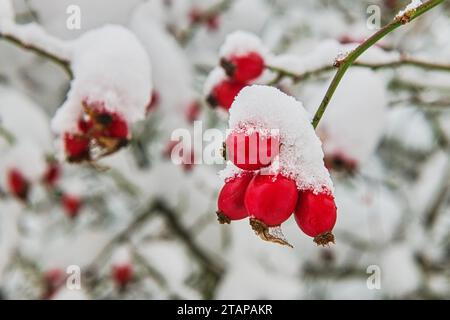 Zbysov, Tschechische Republik. Dezember 2023. Schneebedeckte Hüften in Zbysov, Brünn, Tschechische Republik, 2. Dezember 2023. Quelle: Patrik Uhlir/CTK Photo/Alamy Live News Stockfoto