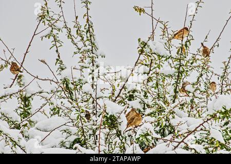 Zbysov, Tschechische Republik. Dezember 2023. Vögel sitzen auf einem schneebedeckten Busch in Zbysov, Brünn, Tschechische Republik, 2. Dezember 2023. Quelle: Patrik Uhlir/CTK Photo/Alamy Live News Stockfoto