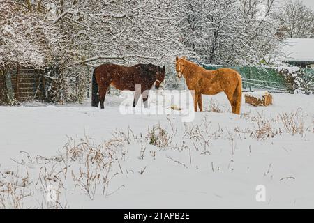 Zbysov, Tschechische Republik. Dezember 2023. Pferde in einem verschneiten Fahrerlager in Zbysov, Region Brünn, Tschechische Republik, 2. Dezember 2023. Quelle: Patrik Uhlir/CTK Photo/Alamy Live News Stockfoto