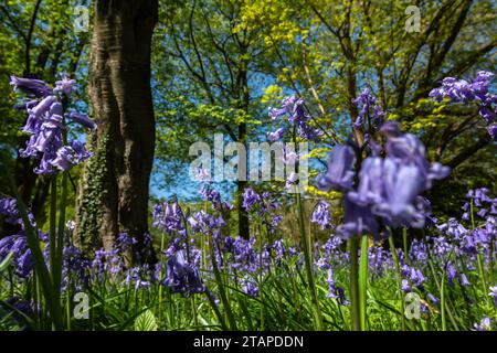 Bluebells Hyacinthoides non-scripta, blühend im Wald, North Yorkshire, Mai Stockfoto