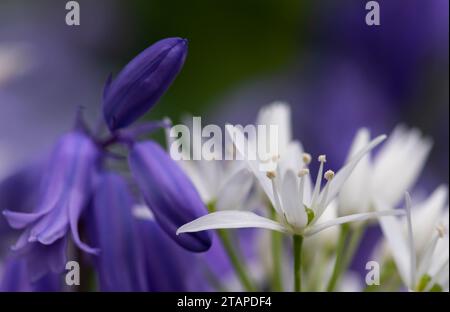 Nahaufnahme von Ramson Allium ursinum & Bluebells Hyacinthoides non-scripta zusammen im Wald, Mai Stockfoto