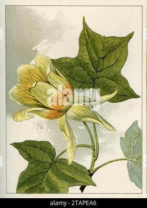 tulpenpappel Liriodendron tulipifera, (Gartenbuch, 1896), Tulpenbaum Stockfoto