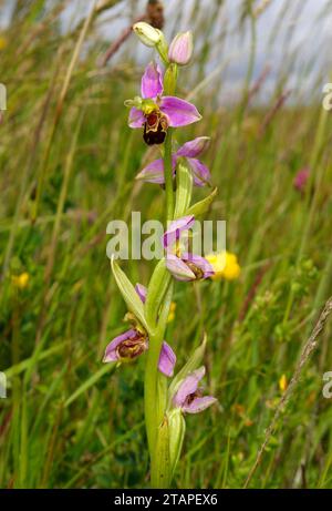 Ophrys apifera „Bee Orchid“ Stockfoto