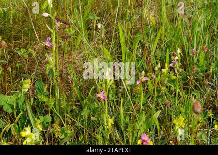 Ophrys apifera „Bee Orchid“ Stockfoto