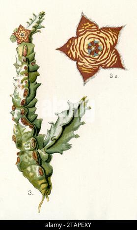 Aasblume Orbea variegata, (Biologiebuch, 1884), Aasblume Stockfoto