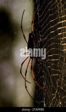 Goldene Seidenkugel Weberspinne oder Bananenspinne oder Riesenholzspinne ( Neophilia Pilipes), die auf Cobweb mit verschwommenem grauen Dschungelhintergrund sitzt. Stockfoto