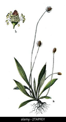 Bandwegerich, Schmalwegerich, Englische Kochbanane, Ribleaf und Lammzunge Plantago lanceolata, (Botanik-Buch, 1909), Spitzwegerich Stockfoto