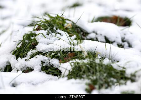 Grashalme im ersten Schnee in Deutschland Stockfoto