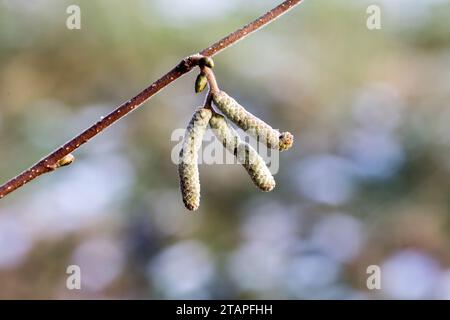 Haselstrauch im Winter Stockfoto