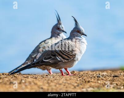 Zwei Haubentauben (Ocyphaps lophotes) in freier Wildbahn. New South Wales, Australien. Stockfoto