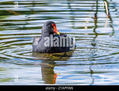 Ein Dusky Moorhen (Gallinula tenebrosa) schwimmt in einem See. New South Wales, Australien. Stockfoto